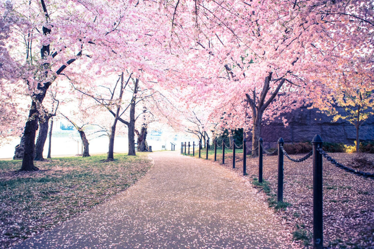 Ms Cherry Blossom