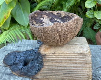 Coconut driftwood succulent planter. Driftwood with genuine coconut shell planter.