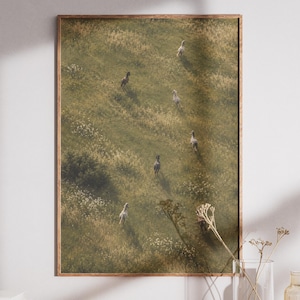 May include: A rectangular wall art print in a wooden frame featuring a high-angle view of a grassy field with several horses of varying colors walking in a line. The scene is captured in soft, natural light with patches of wildflowers.