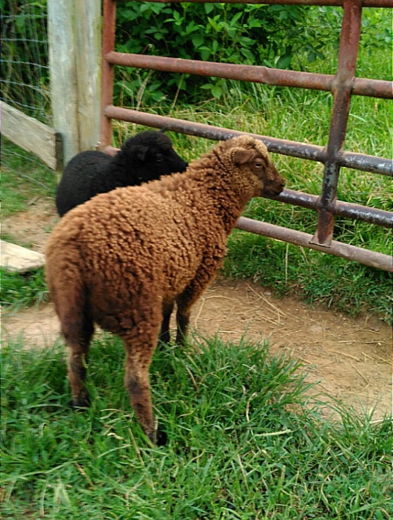 Hilltop Shetland FingeringSock weight-Moorit