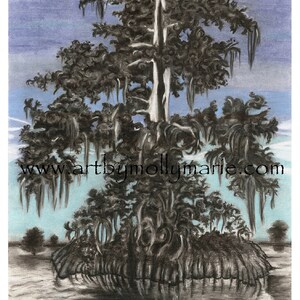 Collection of Prints of my Original Artwork of Cajun Louisiana themed drawings, Sizes 11x14 50.00 & 20x26 100.00 image 4