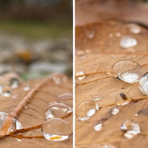 Tryck av höstlöv och daggdroppar | Makrofotografi av naturen (digital nedladdning)