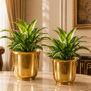 May include: Two matching metallic gold planters with a polished finish, each containing a lush green plant with pointed, variegated leaves. The planters feature a flared rim and a tapered base, sitting side by side on a smooth, reflective surface.