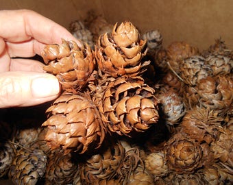 Pine cones females for crafts 25 pieces Natural found Christmas decorations craft ornaments wreath supply Rustic decor Woodland weddings