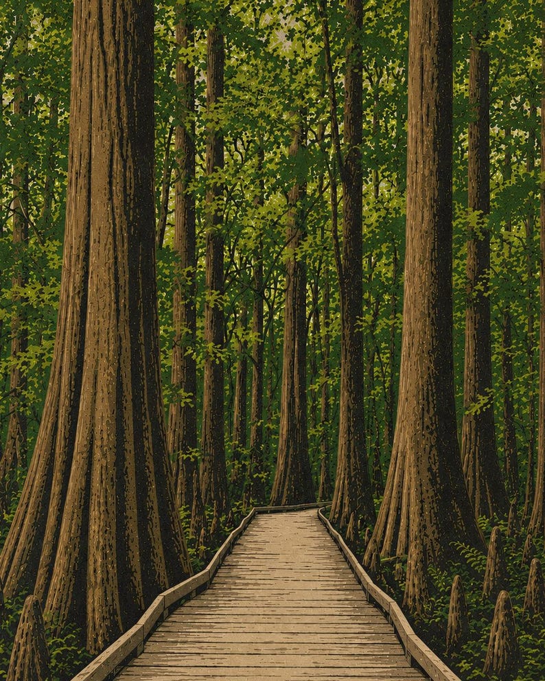 May include: A wooden boardwalk path stretches forward through a dense forest of tall, thick-trunked cypress trees. The trees feature textured brown bark and vibrant green foliage, while small, conical cypress knees emerge from the ground.