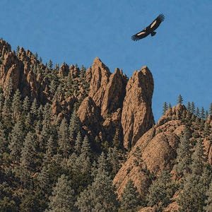 Op de afbeelding: Een grote zwarte vogel met witte vleugelvlekken zweeft door een helderblauwe lucht boven een ruig berglandschap. Het terrein bestaat uit grillige bruine rotsformaties die worden afgewisseld met dichte groene naaldbomen.