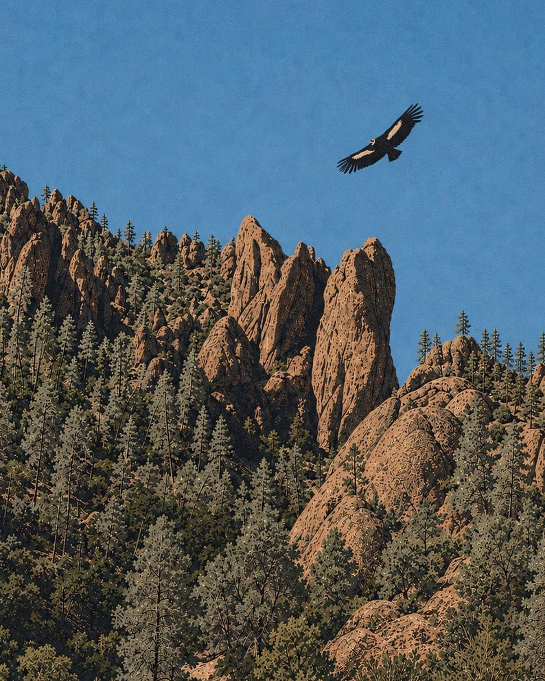 Op de afbeelding: Een grote zwarte vogel met witte vleugelvlekken zweeft door een helderblauwe lucht boven een ruig berglandschap. Het terrein bestaat uit grillige bruine rotsformaties die worden afgewisseld met dichte groene naaldbomen.