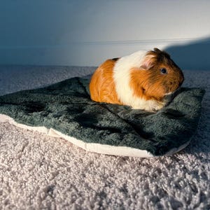 May include: A guinea pig with brown, white, and black fur resting on a rectangular, dark green, plush, textured mat. The guinea pig is positioned on the right side of the mat, facing toward the right, with its fur illuminated by sunlight.