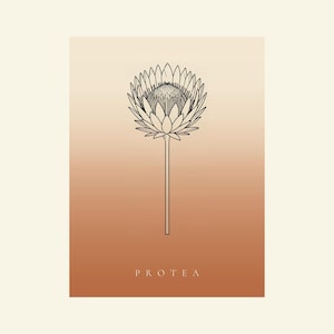 Pu&ograve; includere: Una stampa rettangolare con un'illustrazione a linee nere di un singolo fiore di protea centrato su uno sfondo a gradiente verticale che passa da un crema chiaro in alto a un caldo arancione terracotta in basso con il testo PROTEA.