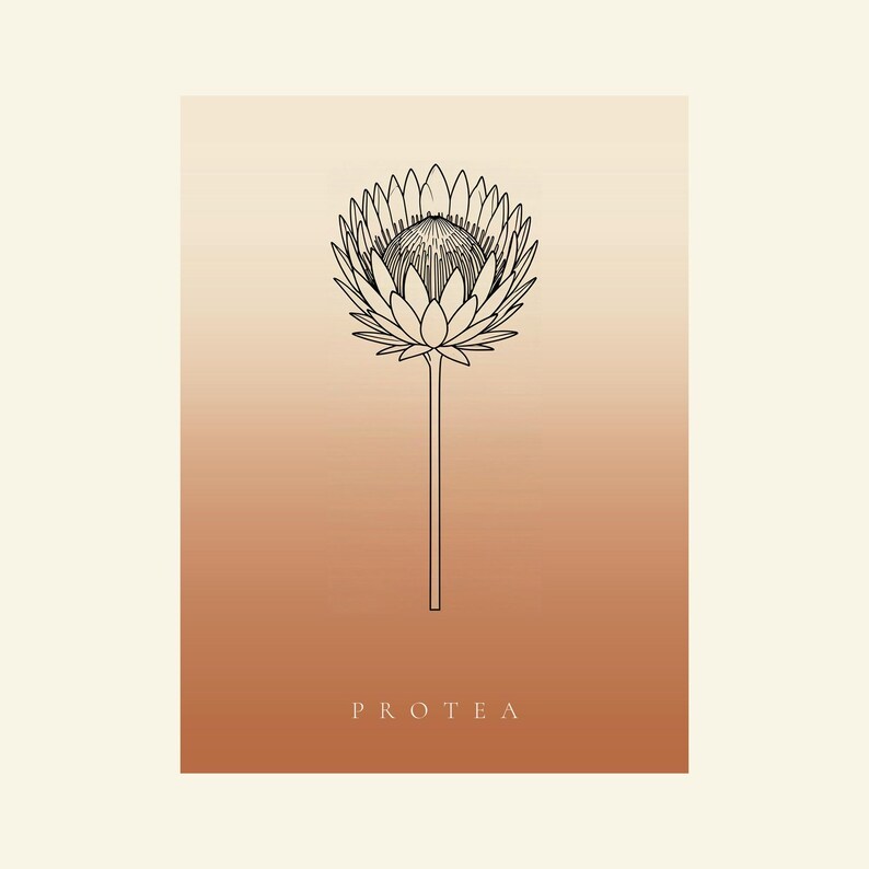 Pu&ograve; includere: Una stampa rettangolare con un'illustrazione a linee nere di un singolo fiore di protea centrato su uno sfondo a gradiente verticale che passa da un crema chiaro in alto a un caldo arancione terracotta in basso con il testo PROTEA.