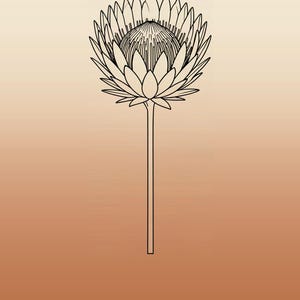 Pu&ograve; includere: Un'illustrazione a linee nere di un singolo fiore di protea con un lungo stelo centrato su uno sfondo sfumato che passa dal crema chiaro in alto a un caldo arancione terracotta in basso, con la parola PROTEA stampata sotto.