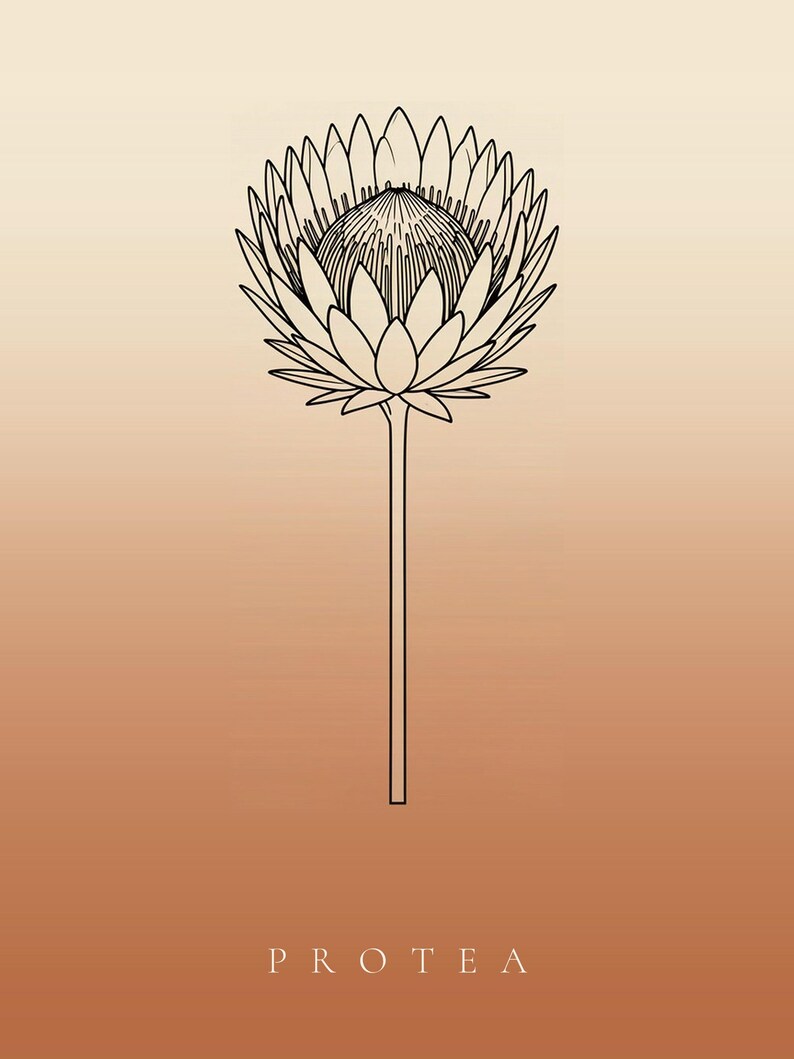 Pu&ograve; includere: Un'illustrazione a linee nere di un singolo fiore di protea con un lungo stelo centrato su uno sfondo sfumato che passa dal crema chiaro in alto a un caldo arancione terracotta in basso, con la parola PROTEA stampata sotto.