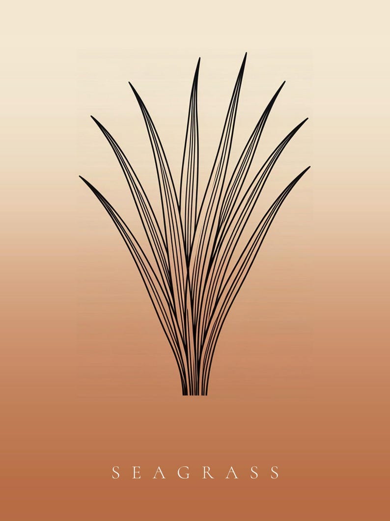 May include: A black line art illustration of a seagrass plant centred on a gradient background that transitions from light beige at the top to a warm terracotta orange at the bottom, with the word SEAGRASS printed in white at the base.