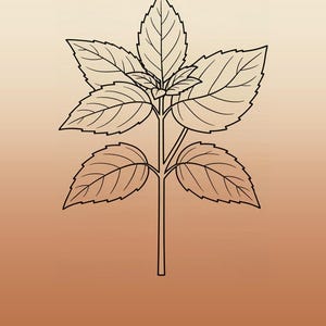 Basilikabild direktnedladdning, Japandi-affisch, botanisk linjekonst, terrakottakonsttryck, digital väggkonst bild 6
