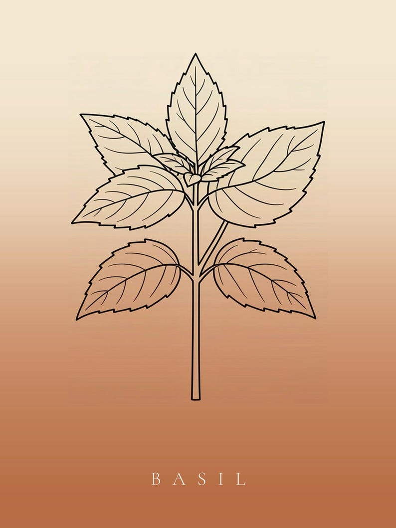 Basilikabild direktnedladdning, Japandi-affisch, botanisk linjekonst, terrakottakonsttryck, digital väggkonst bild 6