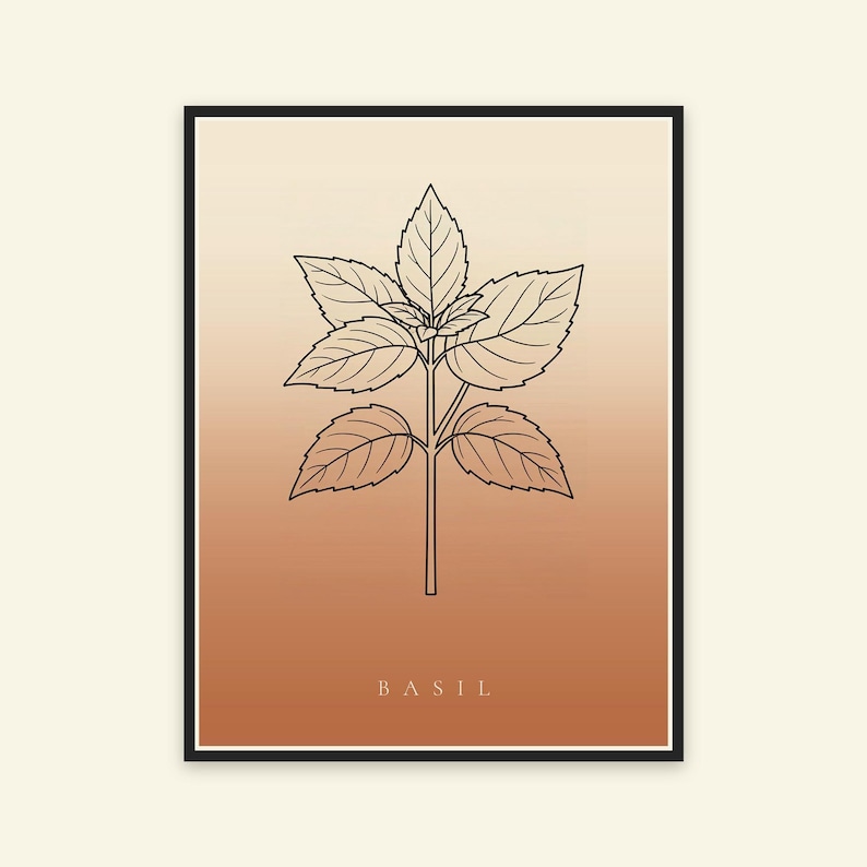 Basilikabild direktnedladdning, Japandi-affisch, botanisk linjekonst, terrakottakonsttryck, digital väggkonst bild 5