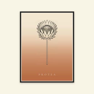 Pu&ograve; includere: Una stampa artistica incorniciata con un disegno a linee nere di un singolo fiore di protea centrato su uno sfondo a gradiente verticale che sfuma dal crema chiaro in alto all'arancione terracotta caldo in basso con il testo PROTEA.