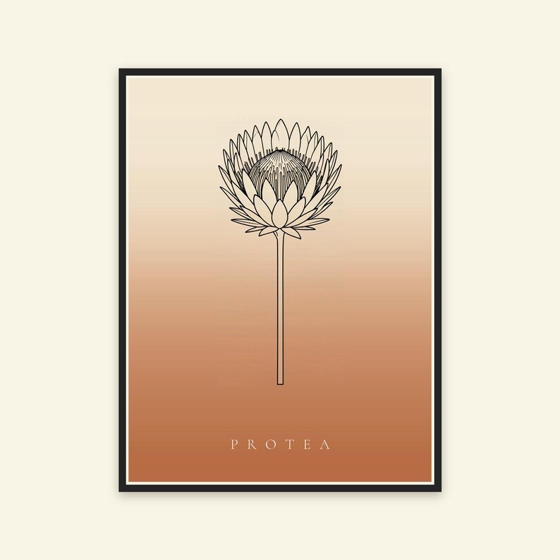 Pu&ograve; includere: Una stampa artistica incorniciata con un disegno a linee nere di un singolo fiore di protea centrato su uno sfondo a gradiente verticale che sfuma dal crema chiaro in alto all'arancione terracotta caldo in basso con il testo PROTEA.