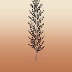 Op de afbeelding: Een zwarte lijntekening van een rozemarijntakje, gecentreerd op een verticale gradi&euml;ntachtergrond die verloopt van lichtbeige aan de bovenkant naar een warm terracotta-oranje aan de onderkant, met het woord ROSEMARY in witte hoofdletters.