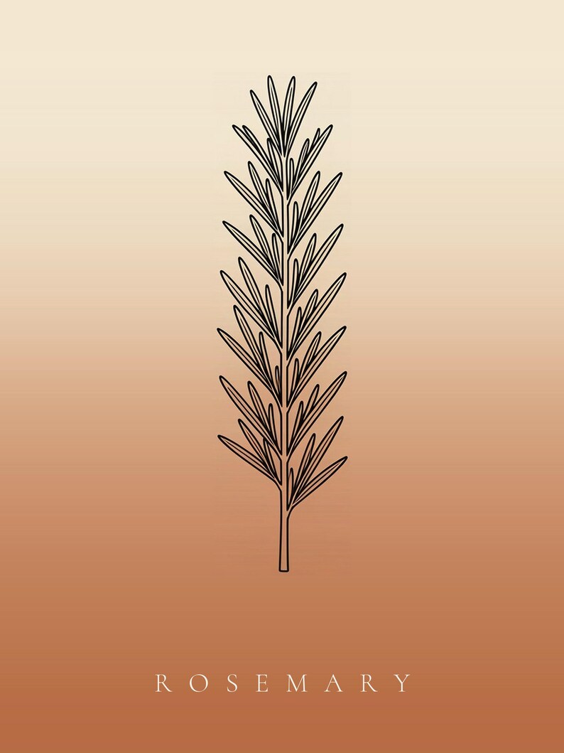 Op de afbeelding: Een zwarte lijntekening van een rozemarijntakje, gecentreerd op een verticale gradi&euml;ntachtergrond die verloopt van lichtbeige aan de bovenkant naar een warm terracotta-oranje aan de onderkant, met het woord ROSEMARY in witte hoofdletters.