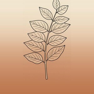 May include: A black line art illustration of a eucalyptus branch with multiple leaves centered on a vertical gradient background that transitions from a light cream color at the top to a warm terracotta orange at the bottom with the text EUCALYPTUS.