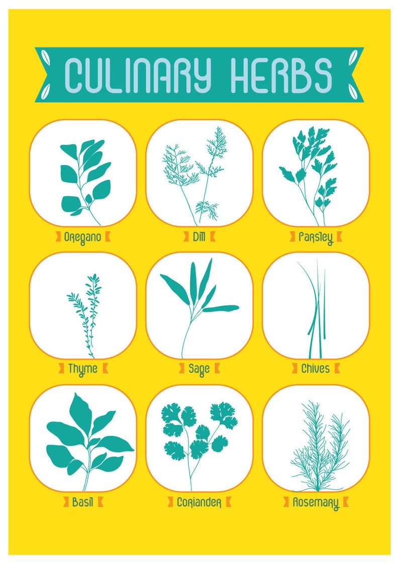 Culinary Herbs Kitchen Poster Art Print Culinary Herbs - Etsy