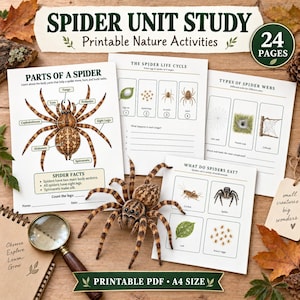 May include: A Spider Unit Study printable PDF set featuring 24 pages of nature activities. Includes worksheets on spider anatomy, life cycles, web types, and diet, accompanied by a realistic spider model and a magnifying glass on a wooden surface.