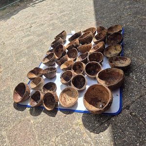 Pode incluir: Uma coleção de numerosas cascas de coco castanhas e ocas dispostas sobre um tapete retangular branco. Cada casca apresenta uma textura exterior rugosa e fibrosa e uma superfície interior lisa de cor castanho-escura, variando em tamanho.