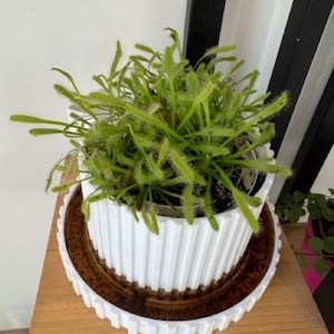 Peut inclure: Une plante carnivore drosera d'un vert vif avec de nombreuses feuilles fines et collantes couvertes de minuscules poils glandulaires, plantée dans un pot cylindrique blanc à côtes verticales sur une base circulaire sombre et texturée.