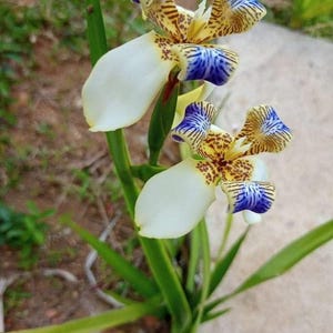 May include: Two Neomarica longifolia flowers featuring white petals and upper segments patterned with vibrant blue stripes and brown spots. The blooms are supported by long, slender green stems and narrow, pointed green leaves.