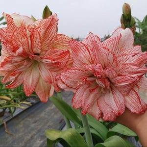 May include: Two large, double-flowered amaryllis blooms featuring white petals with dense, vibrant red veining and streaks. The flowers have multiple layers of pointed petals and are supported by thick green stems with long, broad green leaves.