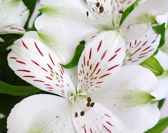 May include: A cluster of white Alstroemeria flowers featuring delicate petals with distinct maroon streaks and subtle green tips. The blooms display prominent brown stamens at the center, surrounded by lush green foliage in a natural arrangement.