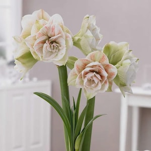 May include: A cluster of double amaryllis flowers featuring layered petals in shades of creamy white and pale green, accented with delicate coral-pink veining. The blooms are supported by thick, smooth green stems with long, slender green leaves.