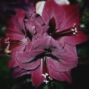 May include: A cluster of deep burgundy amaryllis flowers with large, velvety petals and prominent white-tipped stamens. The dark red blooms feature a textured surface and are arranged in a dense, overlapping formation with a dark background.