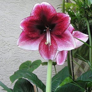 May include: A large amaryllis flower featuring six broad, trumpet-shaped petals with a deep burgundy-red center that fades into a lighter pink and white edge. A pale green stem supports the bloom, with prominent white stamens and yellow pollen.