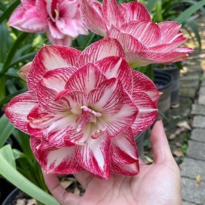 May include: A large, multi-petaled amaryllis flower featuring white petals with vibrant red stripes and veining. The bloom is fully open, displaying a complex, layered structure with a pale green center, set against a backdrop of green foliage.