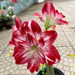 May include: A potted amaryllis plant featuring large, trumpet-shaped flowers with vibrant red and white striped petals. The blooms have a prominent central stamen and are supported by thick, green stalks rising from a dark, circular plastic pot.