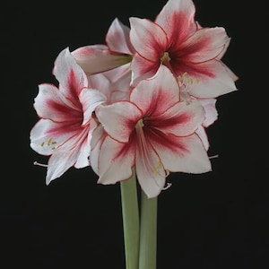 May include: A cluster of three blooming amaryllis flowers featuring large, trumpet-shaped petals with a white base and vibrant red streaks radiating from the center. The flowers are supported by two thick, smooth, light green cylindrical stems.