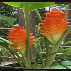 May include: Two vibrant orange Curcuma flowers with layered, cone-shaped bracts stand upright on sturdy green stems. Large, broad green leaves surround the blossoms, which feature a gradient of color from deep orange at the top to lighter yellow at the base.