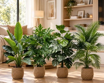 Peut inclure: Quatre plantes vertes en pot alignées sur un sol en bois. Chaque plante est placée dans un panier en osier tressé de couleur beige. La collection comprend un oiseau du paradis, un philodendron, un monstera et un palmier au feuillage dense.