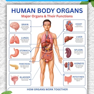 Puede incluir: Un póster educativo titulado HUMAN BODY ORGANS Major Organs & Their Functions, que presenta una ilustración anatómica central de un cuerpo humano con líneas que señalan órganos específicos como el cerebro, corazón, pulmones, hígado, estómago, bazo, páncreas, riñones, vejiga e intestinos.