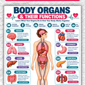 Puede incluir: Un póster educativo titulado BODY ORGANS & THEIR FUNCTIONS que presenta una figura humana central con órganos internos. Incluye diez secciones numeradas que detallan el cerebro, pulmones, hígado, intestinos, vejiga, corazón, estómago, páncreas, riñones y órganos reproductores con texto descriptivo para cada uno.