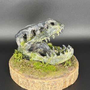 Op de afbeelding: Een grijze, verweerde dinosaurus-schedelsculptuur met scherpe tanden, gedeeltelijk bedekt met groen mos, gemonteerd op een ronde houten voet met een textuurrijk, aards oppervlak. De schedel heeft holle oogkassen en een open kaakstructuur.