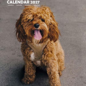 Op de afbeelding: Een Cavapoo 12-maandenkalender 2027 met een krulharige, roodbruine hond die een beige tuigje draagt en de tong uitsteekt. De tekst luidt CAVAPOO 12 MONTHS CALENDAR 2027, met daaronder kleinere tekst in het Frans, Duits, Spaans en Italiaans.