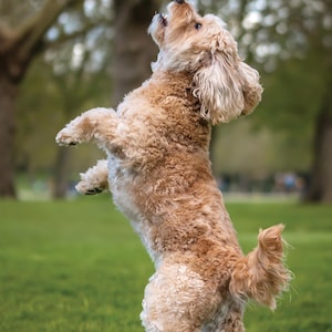 Op de afbeelding: Een 12-maandenkalender voor 2027 met de titel CAVAPOO, met een lichtbruine, krulharige hond die op zijn achterpoten in een grasveld staat. Links bovenaan staat de tekst CAVAPOO 2027 12 MONTH CALENDAR en rechtsboven een Pet House logo.