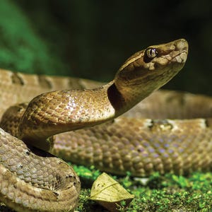 Puede incluir: Un calendario de 12 meses para 2027 titulado SNAKES que muestra una serpiente marrón con un patrón de escamas texturizado enroscada sobre una superficie de musgo verde. Arriba a la izquierda dice SNAKES 2027 12 MONTH CALENDAR y logo Pet House.