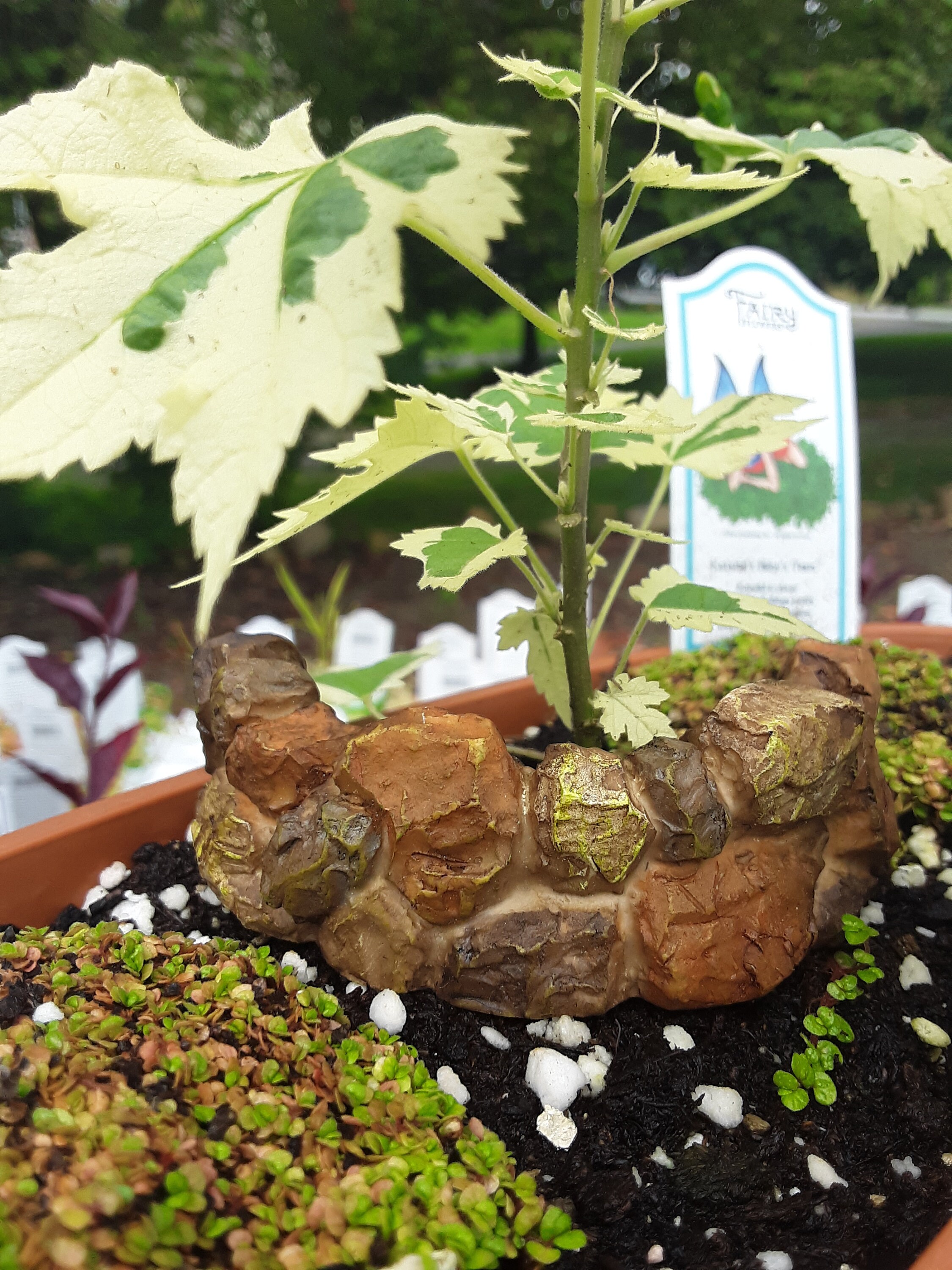 CURVED STONE WALL piedra roca pared marrón jardín borde | Etsy