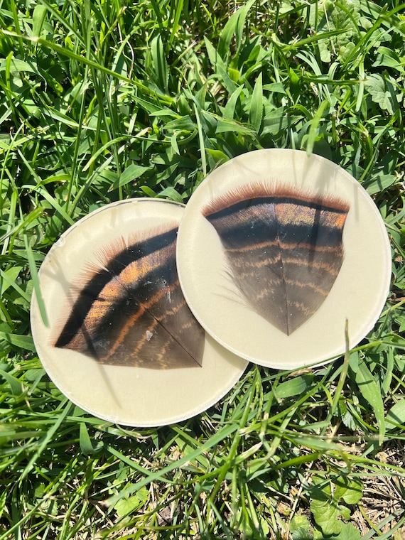 Turkey Feathers Coasters