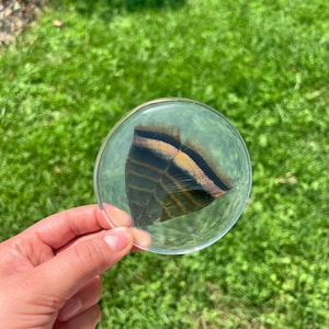 Op de afbeelding: Een ronde, heldere hars schijf met daarin een enkele, bruin en zwart gestreepte veer. De veer heeft duidelijke horizontale banden van donkerbruin en beige, ingesloten in het gladde, transparante en gepolijste oppervlak van het ronde object.