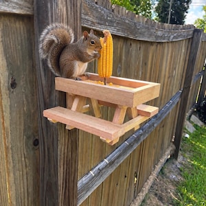 May include: A gray squirrel sits on a small wooden picnic table feeder attached to a fence, holding and eating a yellow corn cob that is mounted vertically on a metal spike in the center of the table surface, with loose corn kernels scattered.
